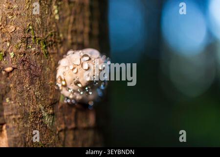 Macro of a small wild mushroom covered in glistening water drops on a tree trunk with bokeh Stock Photo