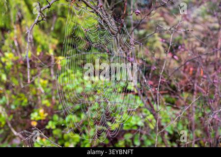 Perfect cobweb covered in morning dew drops on branches in a forest, macro texture. Stock Photo