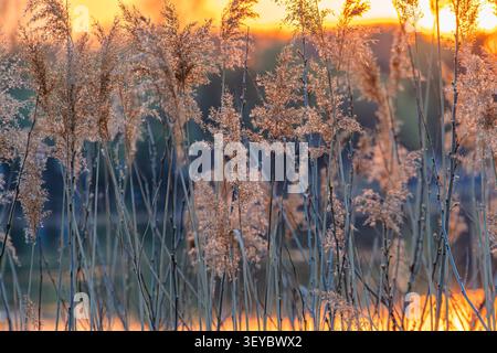 Serene wetland scene with tall grasses bathed in golden sunset hues, showcasing natural growth patterns and soft diffused light, featuring warm orange Stock Photo