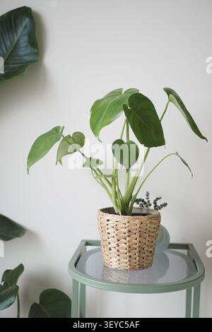 Indoor plant in a woven basket placed on a small table Stock Photo