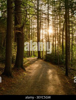 Forest path is illuminated by the setting sun at DAR Forest, Goshen, Massachusetts Stock Photo