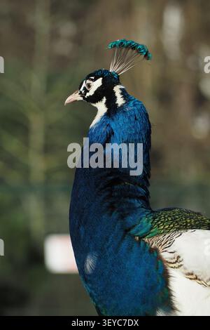 Bright peacock standing on a ledge in the garden Stock Photo