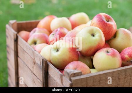 Angled view of a rustic wooden crate filled with ripe red apples on green grass surrounded by fallen fall leaves. The composition combines the warmth Stock Photo