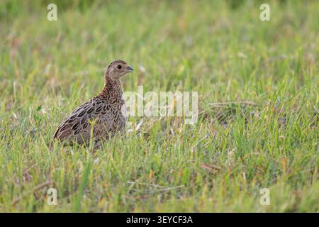 Common Pheasant - Phasianus colchicus, beautiful colored bird from Euroasian fields and meadows, Pag island, Croatia. Stock Photo