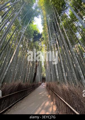 Dramatic diagonal perspective of towering bamboo stalks lining the famous Arashiyama grove path in Kyoto, Japan, with visitors in distance. Stock Photo