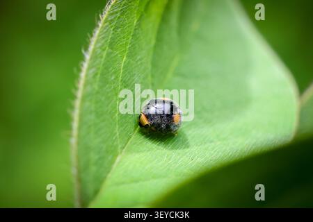 A black and orange ladybug resting on vibrant green leaf with fine hair texture, showcasing nature delicate details in close up macro shot Stock Photo