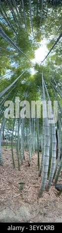 Dramatic worm's eye panoramic view looking up through towering giant bamboo stalks, radial perspective converging toward green canopy and sky, Asia. Stock Photo