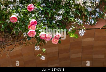 Pink roses and white flowers cascading over a tiled garden wall, creating a fresh and romantic outdoor floral background. Stock Photo
