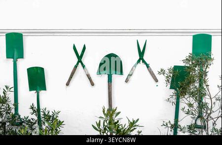 Green garden tools hanging on a white wall above shrubs, showing spades and hedge shears in a neat outdoor display with a clean, simple look. Stock Photo