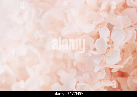 Hydrangea horizontal macro soft focus closeup of delicate pink flowers fill frame abstract background texture Stock Photo