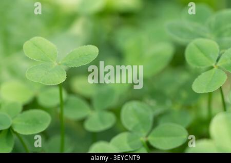 Green clover horizontal macro selective focus closeup of single shamrock leaf on blurry background Stock Photo