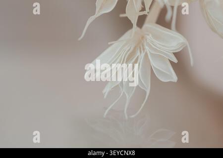 Dried flower horizontal macro closeup of delicate white petals on pastel beige background copy space template Stock Photo