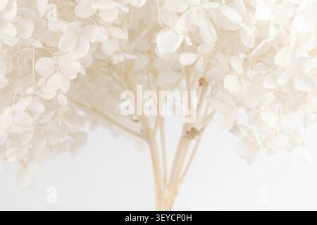 White hydrangea horizontal macro soft focus closeup of delicate dry flowers on bright background template Stock Photo