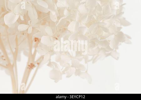 White hydrangea horizontal macro soft focus closeup of delicate dry flowers with lower right copy space template Stock Photo