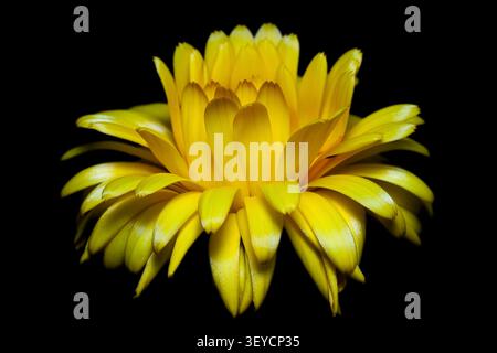 Yellow calendula horizontal macro closeup of vibrant marigold flower side view isolated on black background Stock Photo