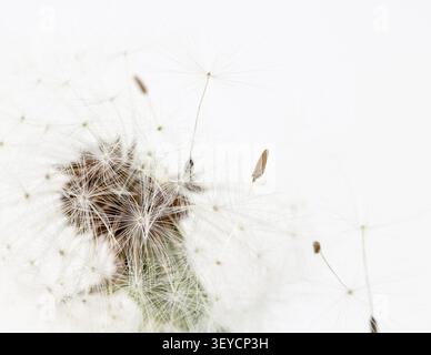 Dandelion horizontal macro soft focus closeup of flying seeds on clean white background copy space template Stock Photo