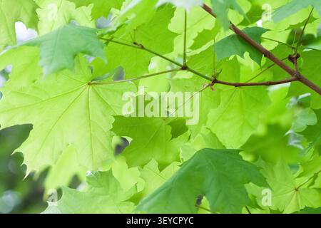 Green maple leaves horizontal closeup filled with vibrant fresh foliage on branch background texture Stock Photo
