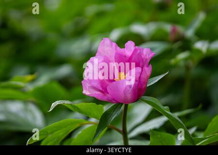 Close-up of Paeonia mairei in full bloom, displaying vibrant pink petals and golden stamens against lush green foliage in a woodland garden. Stock Photo
