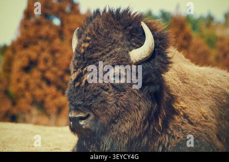 Detailed close-up portrait of a powerful American bison with sharp horns, resting outdoors with a beautifully blurred autumn forest background. Stock Photo