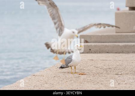 this image captures a serene seagull perched on concrete steps by the beachside water, offering a close-up side view of nature's beauty and tranquilit Stock Photo