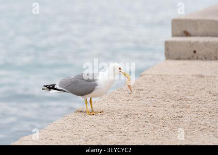 a playful seagull holding an ice cream cone on concrete steps near water, captured from a side view, showcasing its curious and endearing behavior in Stock Photo
