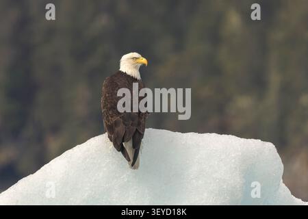 Bald Eagle, Haliaeetus leucocephalus, single adult resting on ice berg, Columbia Glacier, Valdez, Alaska, USA, 8 June 2026 Stock Photo