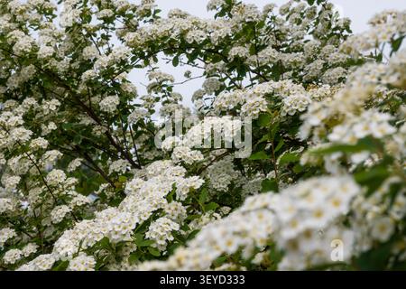 Lacy white spiraea flower branches against a pale cloudy sky, creating a soft spring atmosphere. Perfect for nature wallpapers, wedding themes, and ro Stock Photo