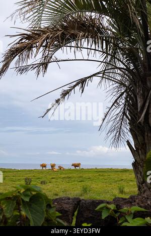 Brown Cows Grazing in Coastal Meadow with White Egrets and Ocean Under Dramatic Sky Stock Photo