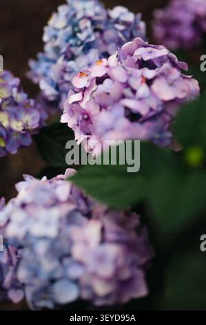 Lush purple and blue hydrangea flowers in a garden Stock Photo
