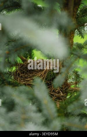 Empty bird nest hidden in evergreen tree branches Stock Photo