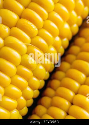Detailed macro photograph of ripe sweet corn showing glossy yellow kernels with natural texture and shallow depth of field for healthy food and agricu Stock Photo