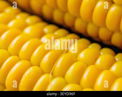 Close up macro composition of fresh sweet corn cobs with vibrant yellow kernels arranged in natural pattern, emphasizing freshness and organic food qu Stock Photo