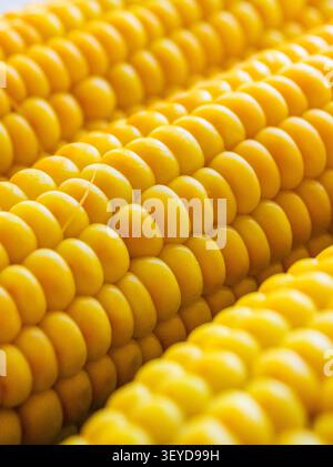Macro close up of multiple sweet corn cobs with glossy yellow kernels arranged in rows, creating a vibrant agricultural texture and healthy food backg Stock Photo