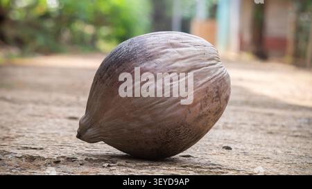 Dry Coconut Fruit on Outdoor Ground Background Stock Photo