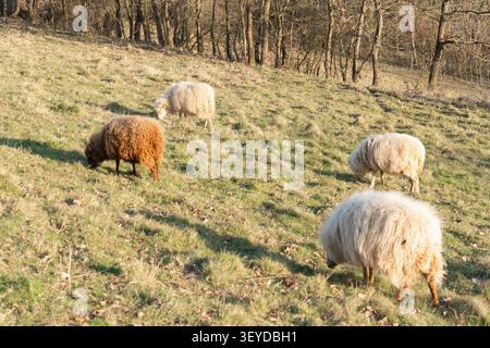 White and black sheep grazing on vibrant green grass under spring sunlight. A tranquil rural scene symbolizing farming, nature, and peaceful Stock Photo