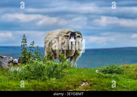 Sheep grazing near Hurdlow Barn, Castleton, Derbyshire, GB Stock Photo