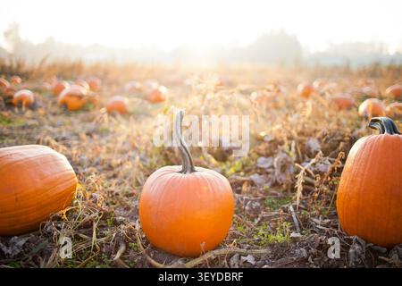 Pumpkins in a patch during golden hour Stock Photo