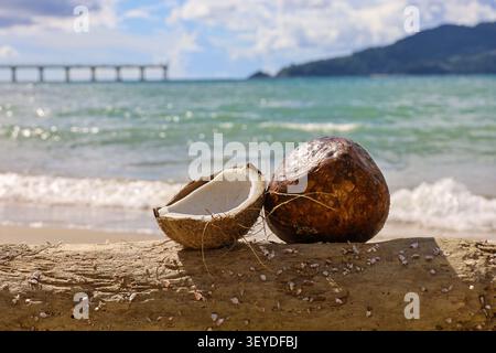 Coconuts on a sea beach. Tropical holidays concept Stock Photo