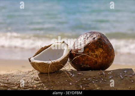 Coconuts on a sea beach. Tropical holidays concept Stock Photo
