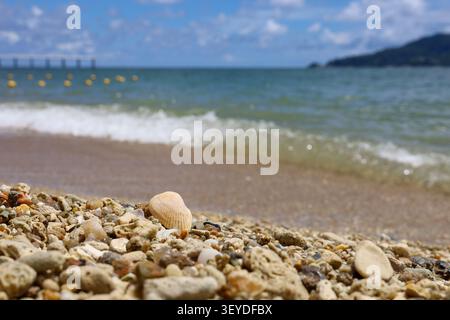 Coral fragments and shells on sea waves background. Vacation on sandy beach Stock Photo