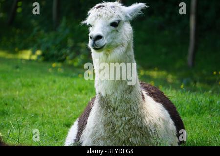 A white alpaca (Llama pacos) is lying in the grass of the South American Andes mountains. Stock Photo