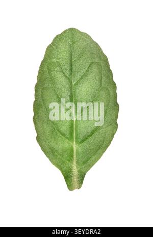 Pyramidal Bugle - Ajuga pyramidalis Stock Photo