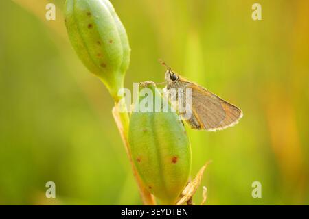 Small skipper Thymelicus sylvestris Hesperiidae butterfly sitting resting peacefully perched on the green seed of Iris sibirica Siberian flag Stock Photo