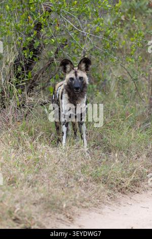 African Wild Dogs in the bushveld, Namibia. Africa Stock Photo - Alamy