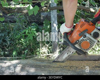 man wearing gloves is sawing an old log lying on the ground with a chainsaw. Fine wood chips are flying in all directions. Stock Photo