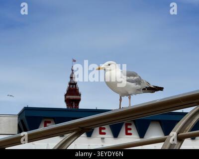 Seagull perched on barrier with top of Blackpool tower in background Stock Photo