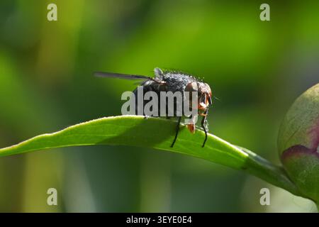Detailed macro shot of insect in sunlight. Black fly on green leaf. Stock Photo