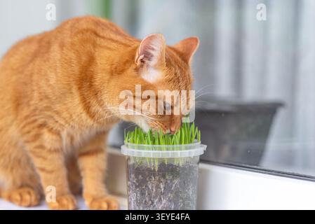 Shorthaired domestic ginger cat eating fresh green grass. Natural treatment for hairballs. Pet care, health and animal concept Stock Photo
