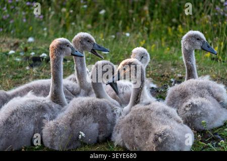 Close-Up Portrait Of A Fluffy Cygnets Swan Chick Baby Birds In Nature Stock Photo