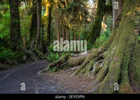 Lush green foliage as seen from the Hot Rainforest in Olympic National Park in Washington State. Stock Photo